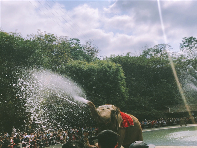 云南旅游西双版纳原始森林公园旅游攻略——大象喷水