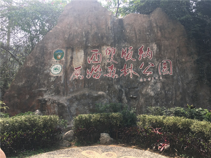 云南旅游西双版纳原始森林公园旅游攻略——景区标志