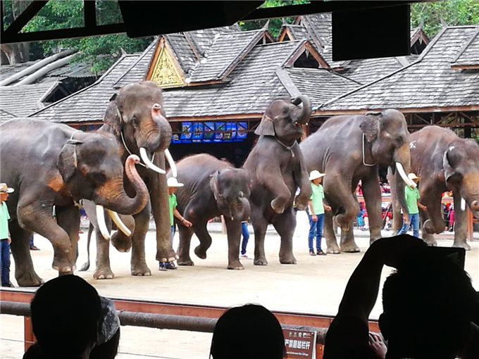 云南旅游西双版纳野象谷旅游攻略——大象表演