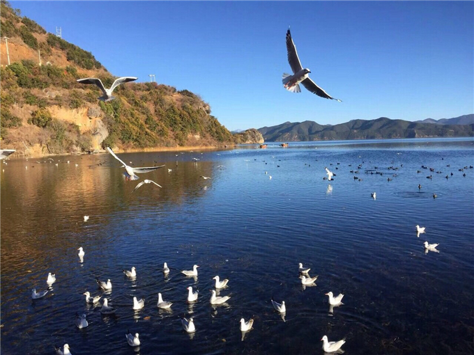 云南旅游云南泸沽湖旅游攻略——泸沽湖上海鸥