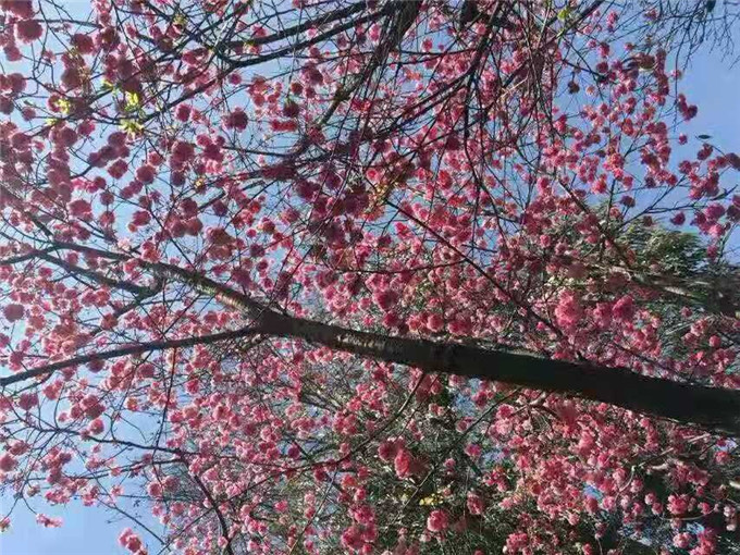 大理无量山樱花节简介-观赏路线