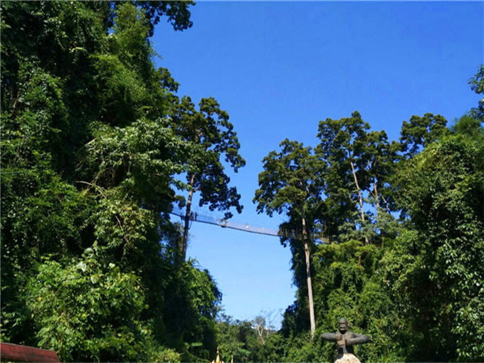 瑞丽莫里热带雨林的七叶树_云南旅游小编推荐景区景观