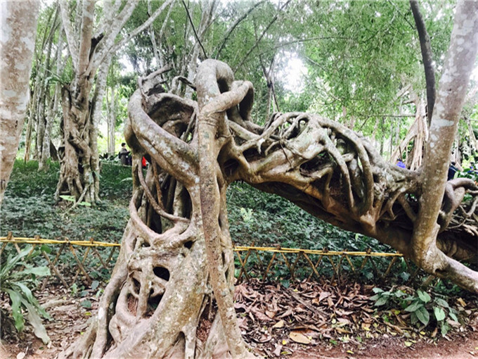 瑞丽莫里热带雨林的七叶树_云南旅游小编推荐游客评价