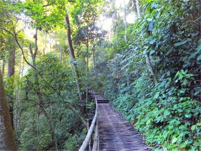 瑞丽莫里热带雨林景区简介-云南旅游小编告诉你景点美食