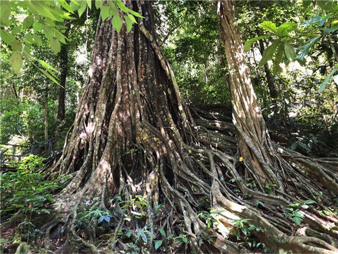 瑞丽莫里热带雨林主要景点介绍