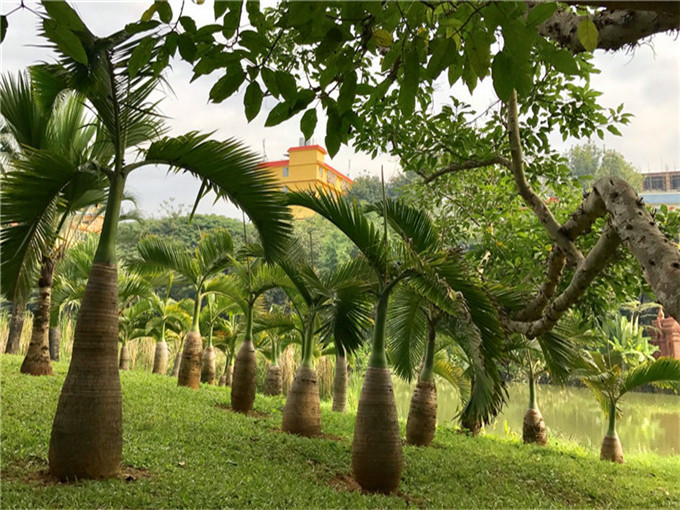 瑞丽莫里热带雨林主要景点介绍-云南旅游小编推荐驾车路线