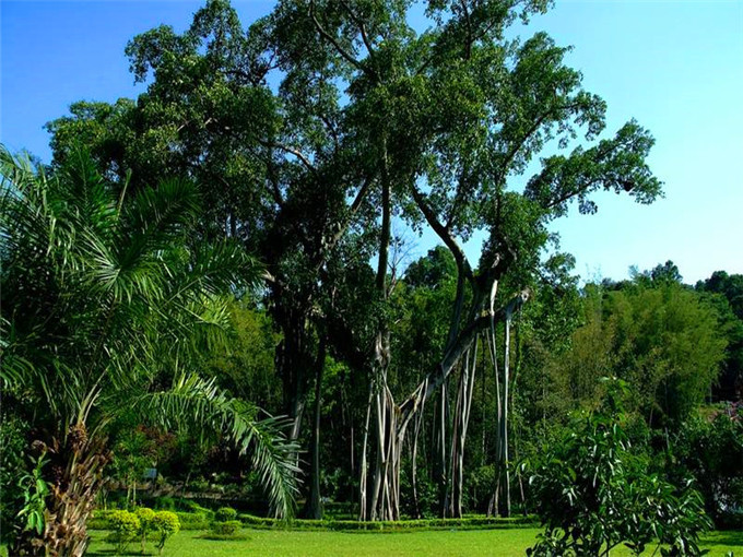 瑞丽莫里热带雨林门票优惠政策